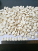 Snow White Pumpkin Seeds