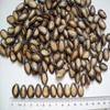 Watermelon Seeds And Kernels